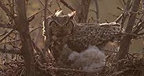 Watch The Secret Life of Owls