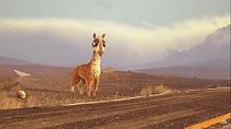 Watch Caminandes: Llama Drama (Short 2014)