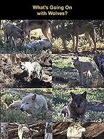 Watch What's Going on with Wolves?